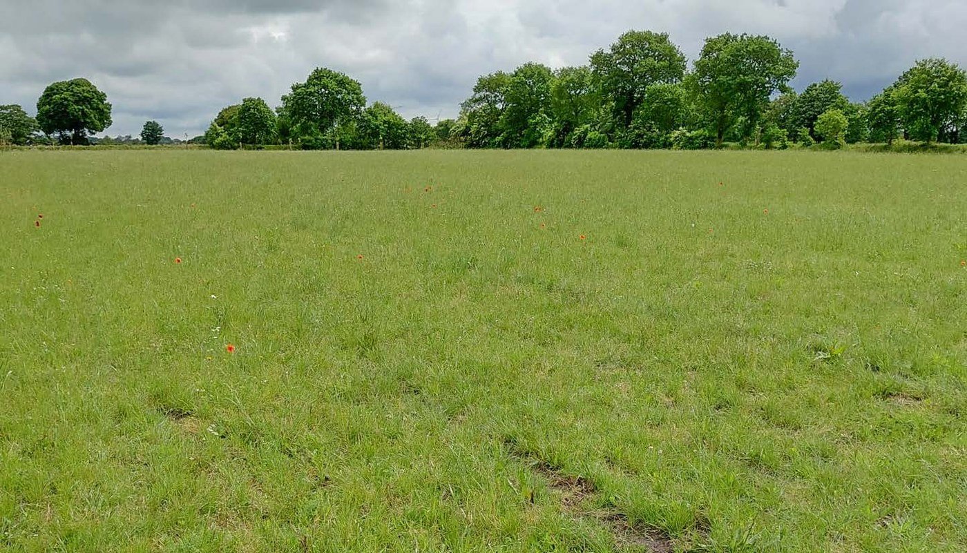Blühwiese am Tonnenkamper Weg