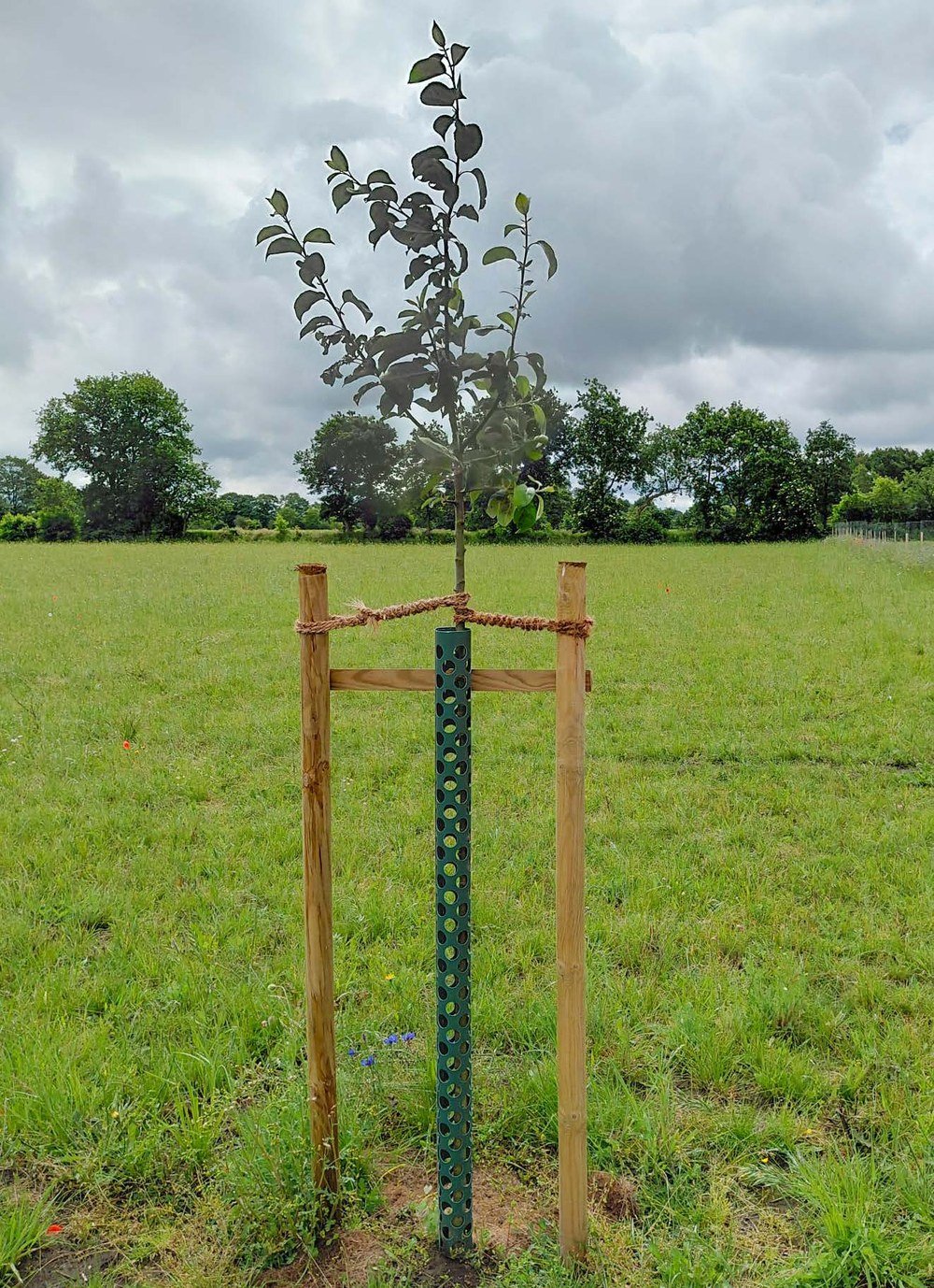 Junger Apfelbaum mit Pflanzschutz auf der Wiese