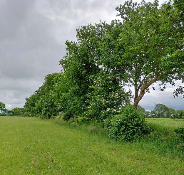 Wallhecke mit Bäumen am Rand der Wiese